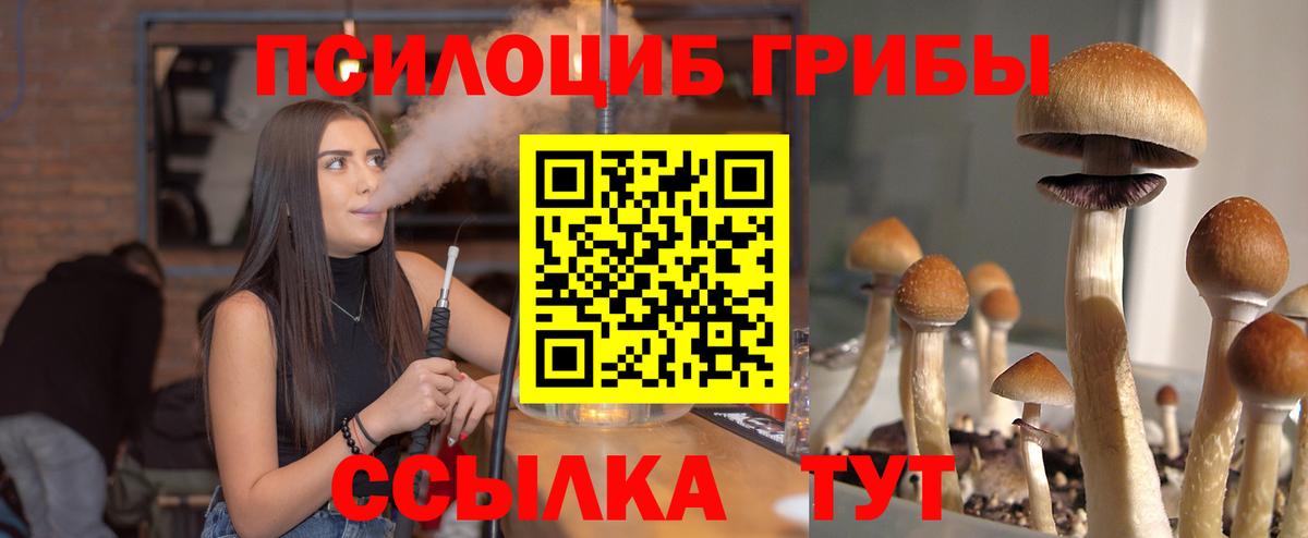 Галлюциногенные грибы Psilocybine cubensis  Заводоуковск 