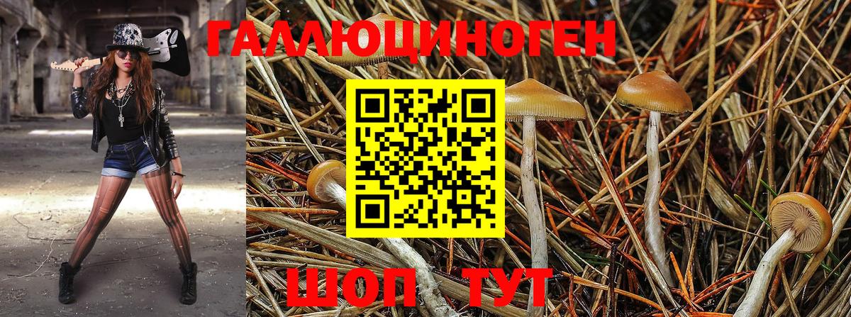 Галлюциногенные грибы Cubensis Заводоуковск